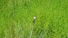Tyrannus savana