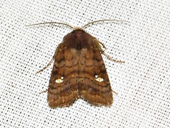 Caradrina tenebrata