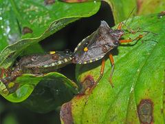Pentatoma rufipes