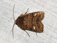 Caradrina tenebrata
