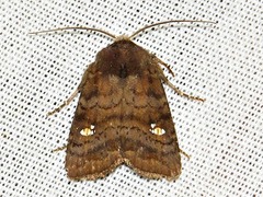 Caradrina tenebrata