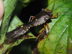 Pentatoma rufipes