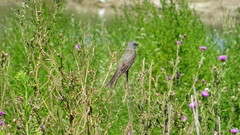 Tyrannus melancholicus