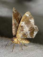 Chiasmia confuscata