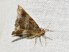 Chiasmia confuscata