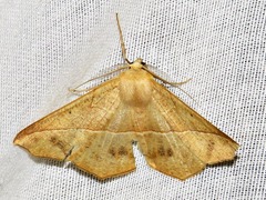 Psilocerea pulverosa