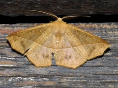 Psilocerea pulverosa