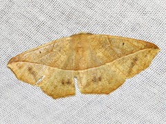 Psilocerea pulverosa