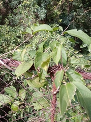 Combretum rovirosae