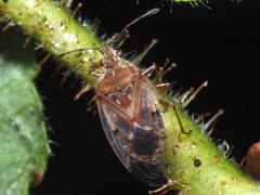 Kleidocerys resedae