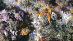 Henricia leviuscula