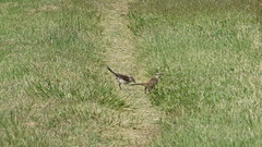 Mimus saturninus
