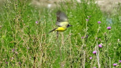 Tyrannus melancholicus