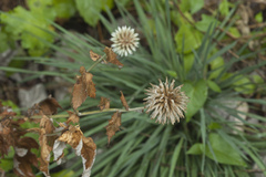 Echinops ossicus