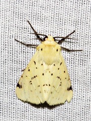 Eyralpenus testaceus