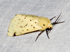 Eyralpenus testaceus