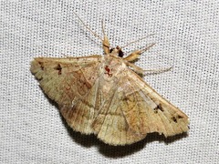 Mocis mutuaria