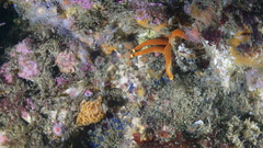 Henricia leviuscula