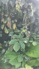 Polyscias balfouriana