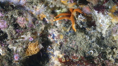 Henricia leviuscula
