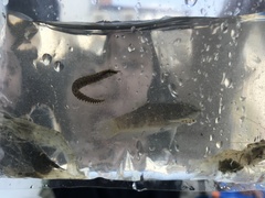 Macrognathus circumcinctus