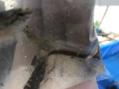 Macrognathus circumcinctus