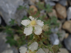 Potentilla alchimilloides