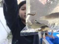 Macrognathus circumcinctus