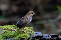Pnoepyga albiventer