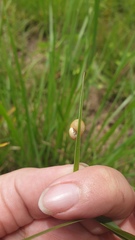 Microkerkus leucospira