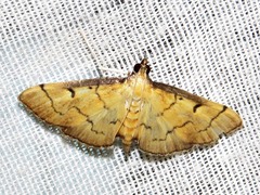 Herpetogramma basalis