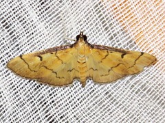 Herpetogramma basalis