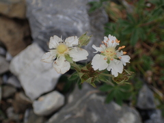 Potentilla alchimilloides
