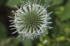 Echinops ossicus