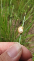 Microkerkus leucospira