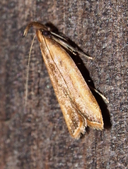 Dichomeris heriguronis