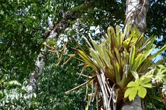 Wittmackia lingulata