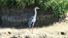 Ardea cocoi