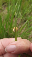 Microkerkus leucospira