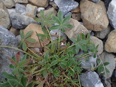 Potentilla alchimilloides