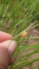 Microkerkus leucospira