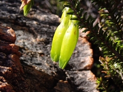 Erica viridiflora viridiflora