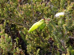 Erica viridiflora viridiflora