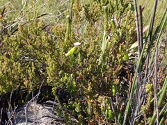 Erica viridiflora viridiflora