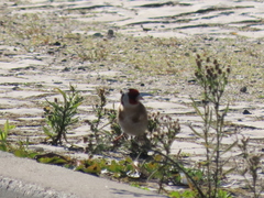 Carduelis carduelis