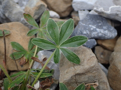 Potentilla alchimilloides