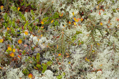 marsh Labrador tea