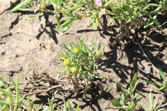 Hymenoxys anthemoides