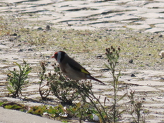 Carduelis carduelis