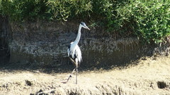 Ardea cocoi